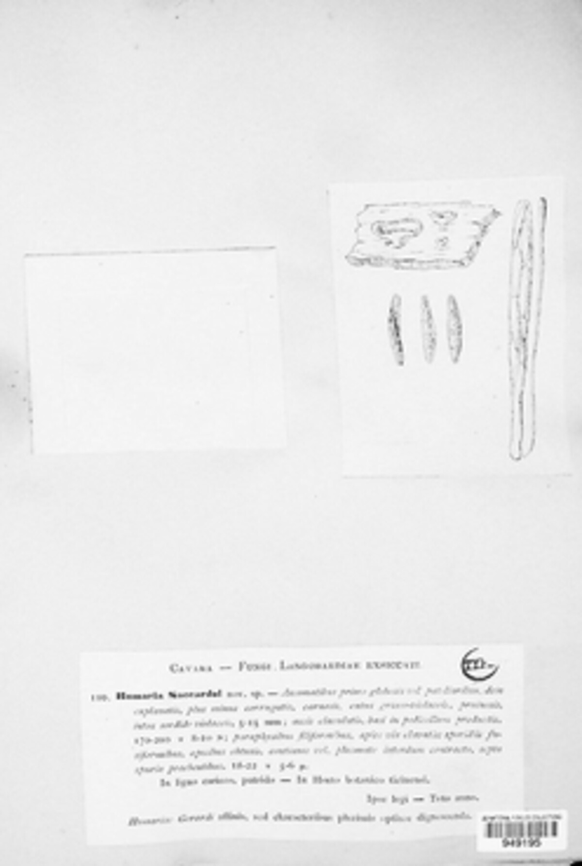 Aleuria saccardoi image